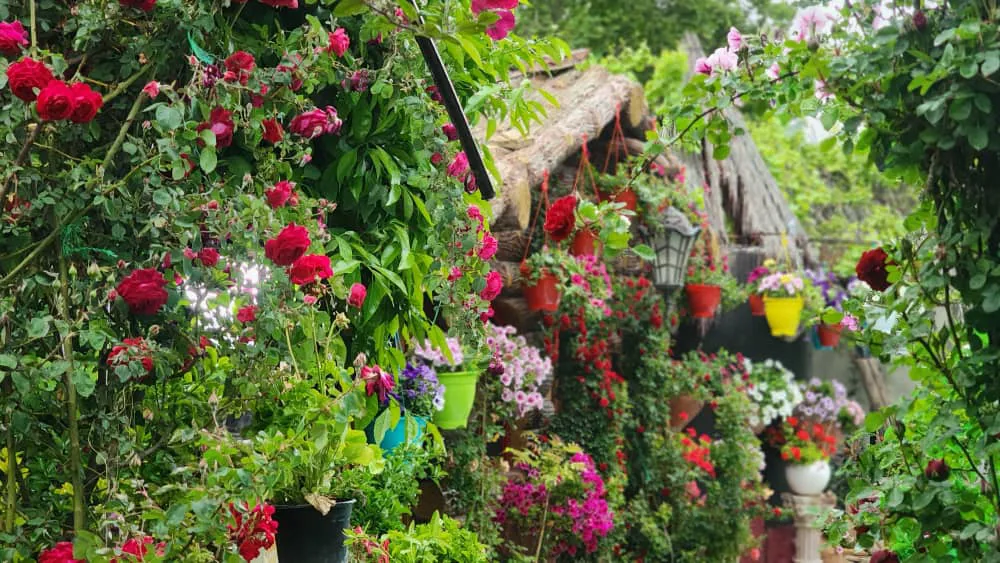 چهارخوابه رویایی دلوین 